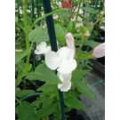 Salvia microphylla 'Trebah' (3 for £12)
